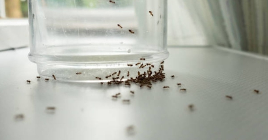 ants in kitchen