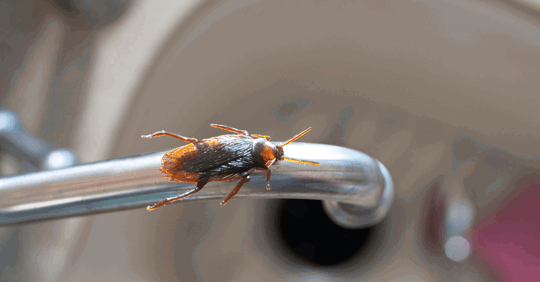 cockroach on a sink spout