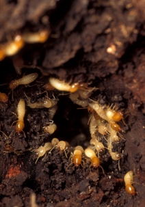 Cluster of termites