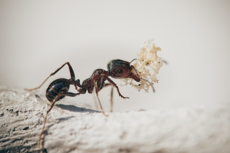 Ant with food