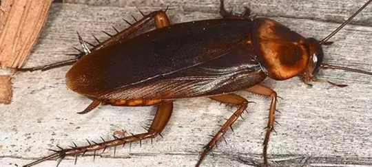 Cockroach