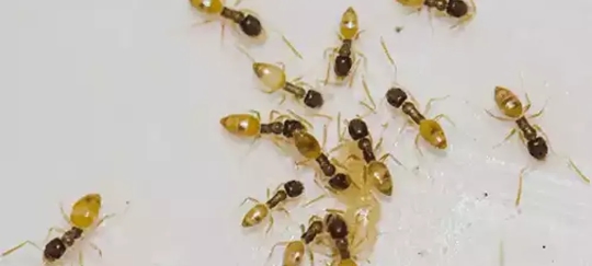 Argentine ants