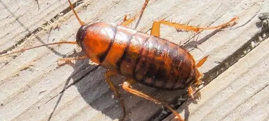 Cockroach