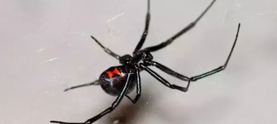 Black widow spider