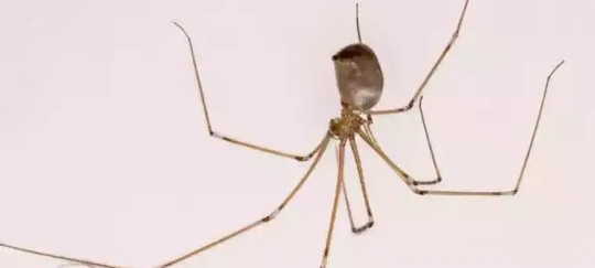 Cellar spider