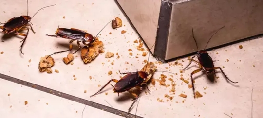 Cockroaches