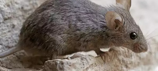 House mouse