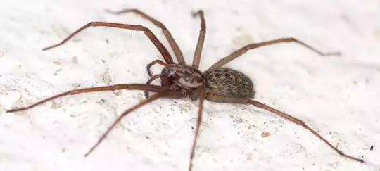 House spider