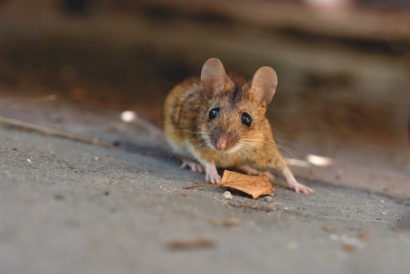 House mouse