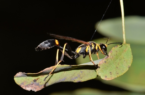 Mud dauber
