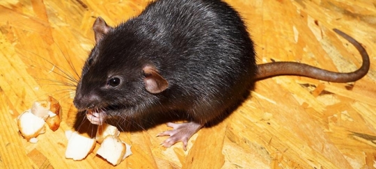 Rat