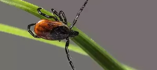 Tick on grass