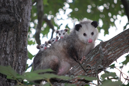 Opossums