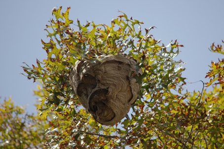 Hornet nest