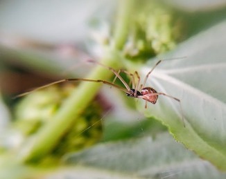 Spider with leaf