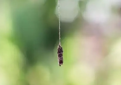 Plaster Bagworms in Florida | Keller's Pest Control