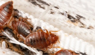 Bed Bug Control