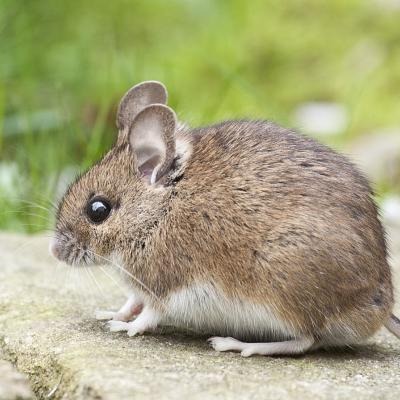 House Mice