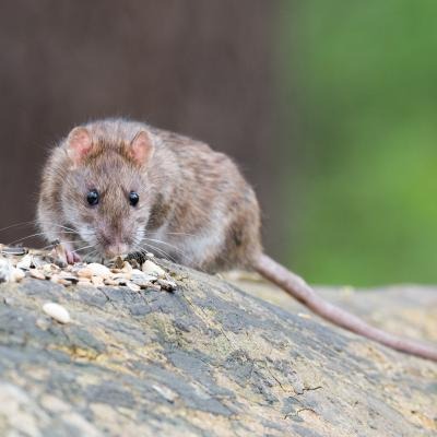 Norway rat