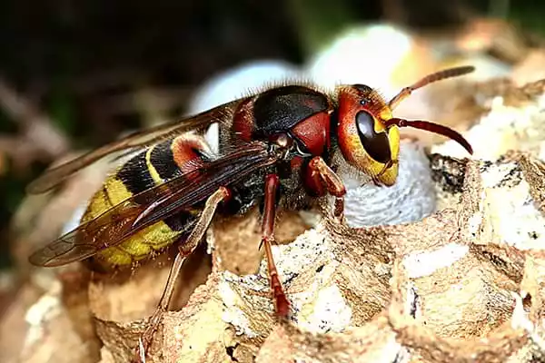 european-hornets