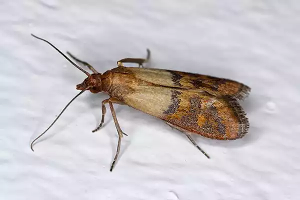 indian-meal-moth-pest-identification