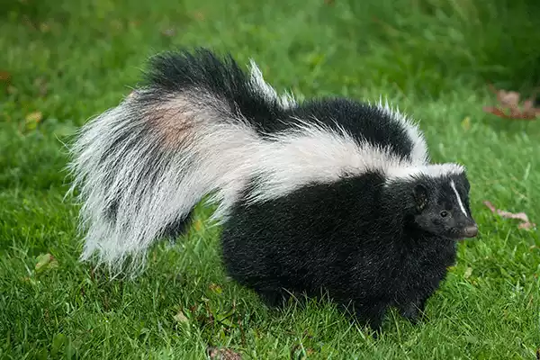 skunks