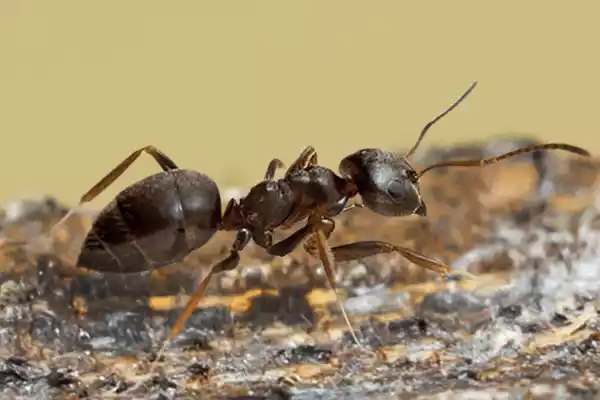 white-footed-ant