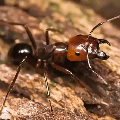 big-headed-ant