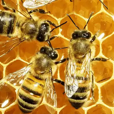honey-bees-florida