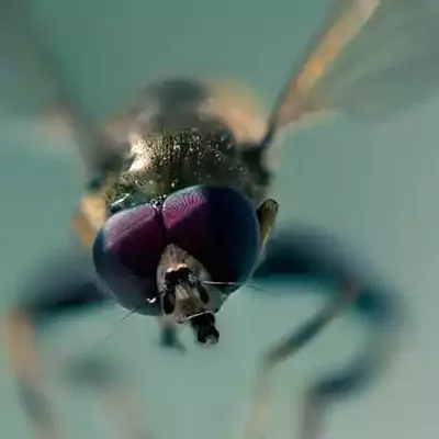 horse-fly-up-close