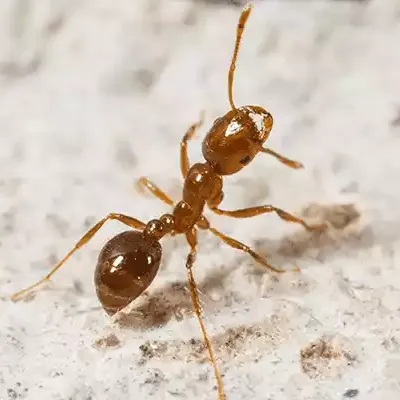 red-imported-fire-ant-