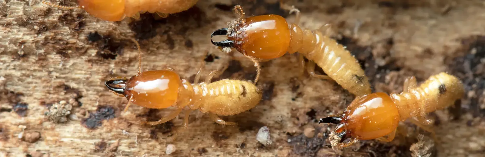 Termites on wood