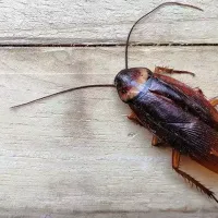 american-cockroach-on-a-wood-table