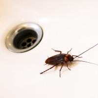 American Roach in sink