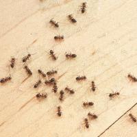 Ants on kitchen floor