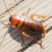asian-cockroach-palmetto-fl