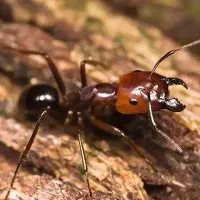 big-headed-ant-crawling-on-tree-bark