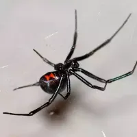 black-widow-dangerous-spider-crawling-on-web