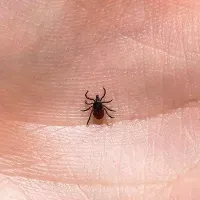 deer-tick-in-the-palm-of-a-hand