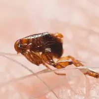 flea-jumping-on-skin-2.