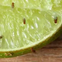 fruit-flies-on-lime-in-parrish