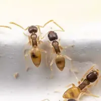 ghost-ants-bradenton-home