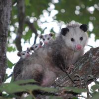 Possum with young on back sitting in tree