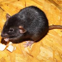 Rat on plywood floor, eating