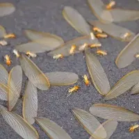 termite-swarmers-wings-on-the-ground