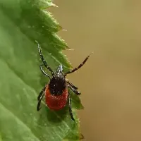 tick-up-close-on-a-leaf-in-florida
