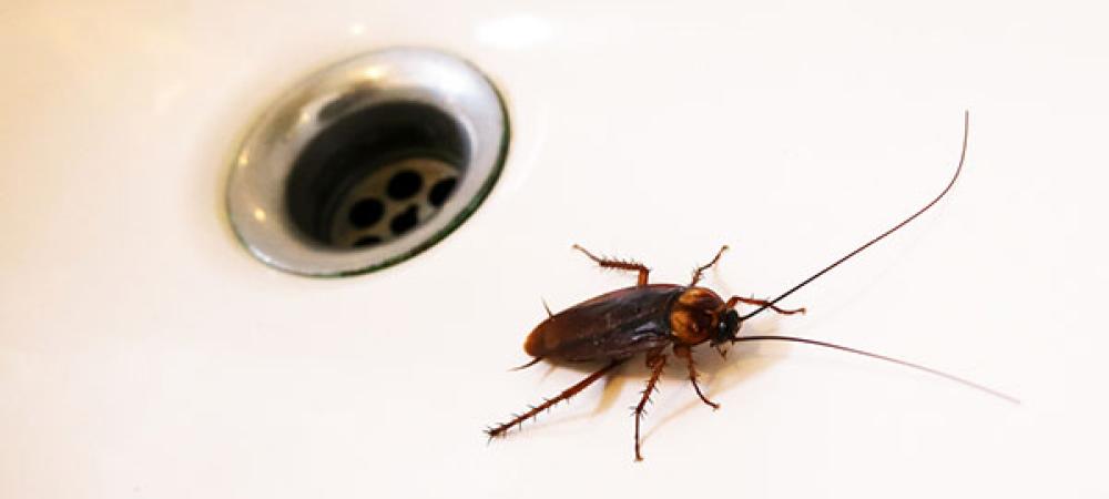 American Roach in sink