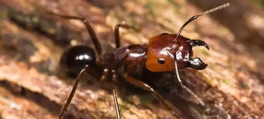 big-headed-ant-crawling-on-tree-bark
