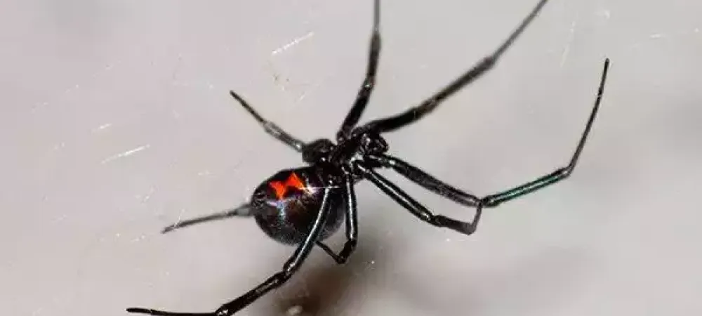 black-widow-dangerous-spider-crawling-on-web
