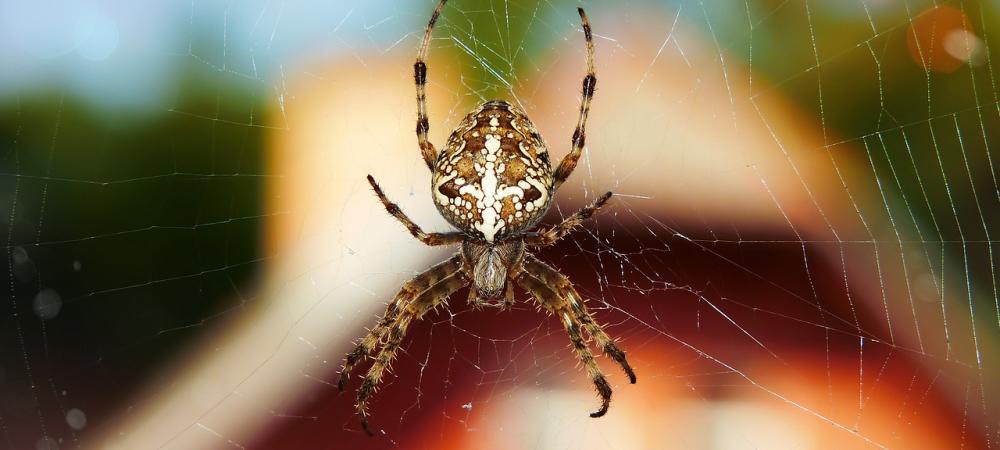 Garden Spider in front of house